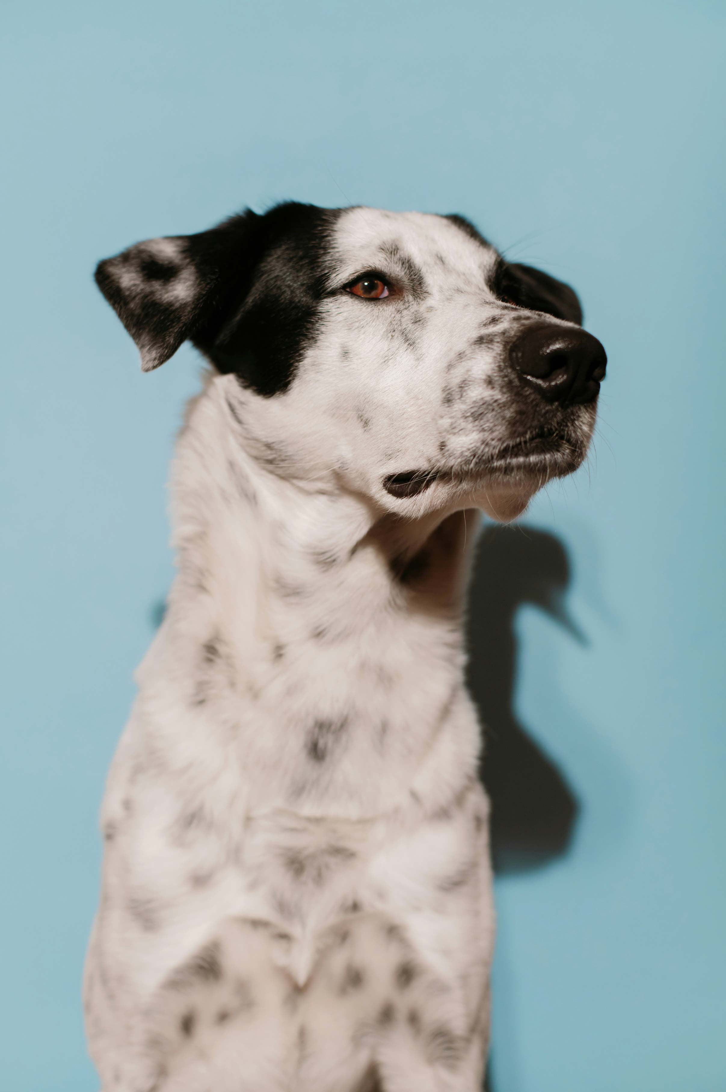 A black and white dog with a blue background